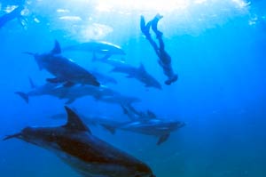 Dolphin underwater