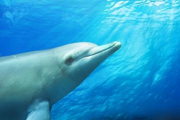 dolphin aahh