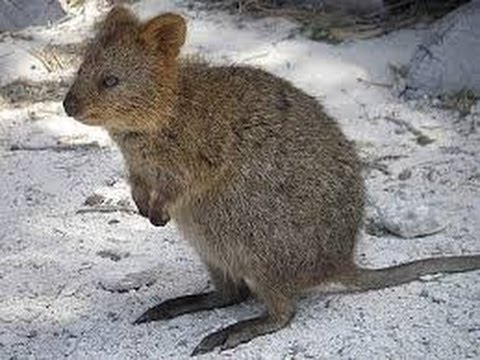 The Quokka - look, don't touch