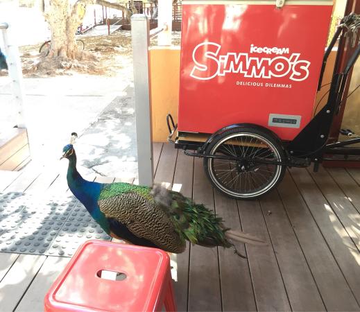 simmo-s-ice-cream bird